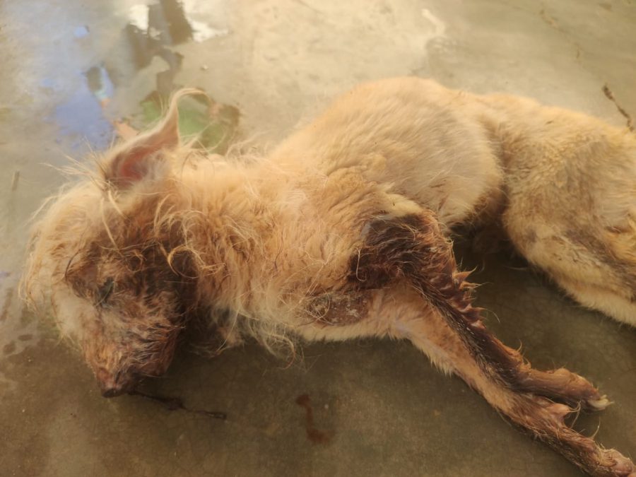 Maus tratos emn cachorro em Dracena região de Presidente Prudente.